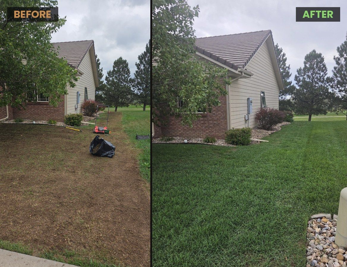 Lawn before and after aeration, dethatching, and overseeding in Rapid City, SD