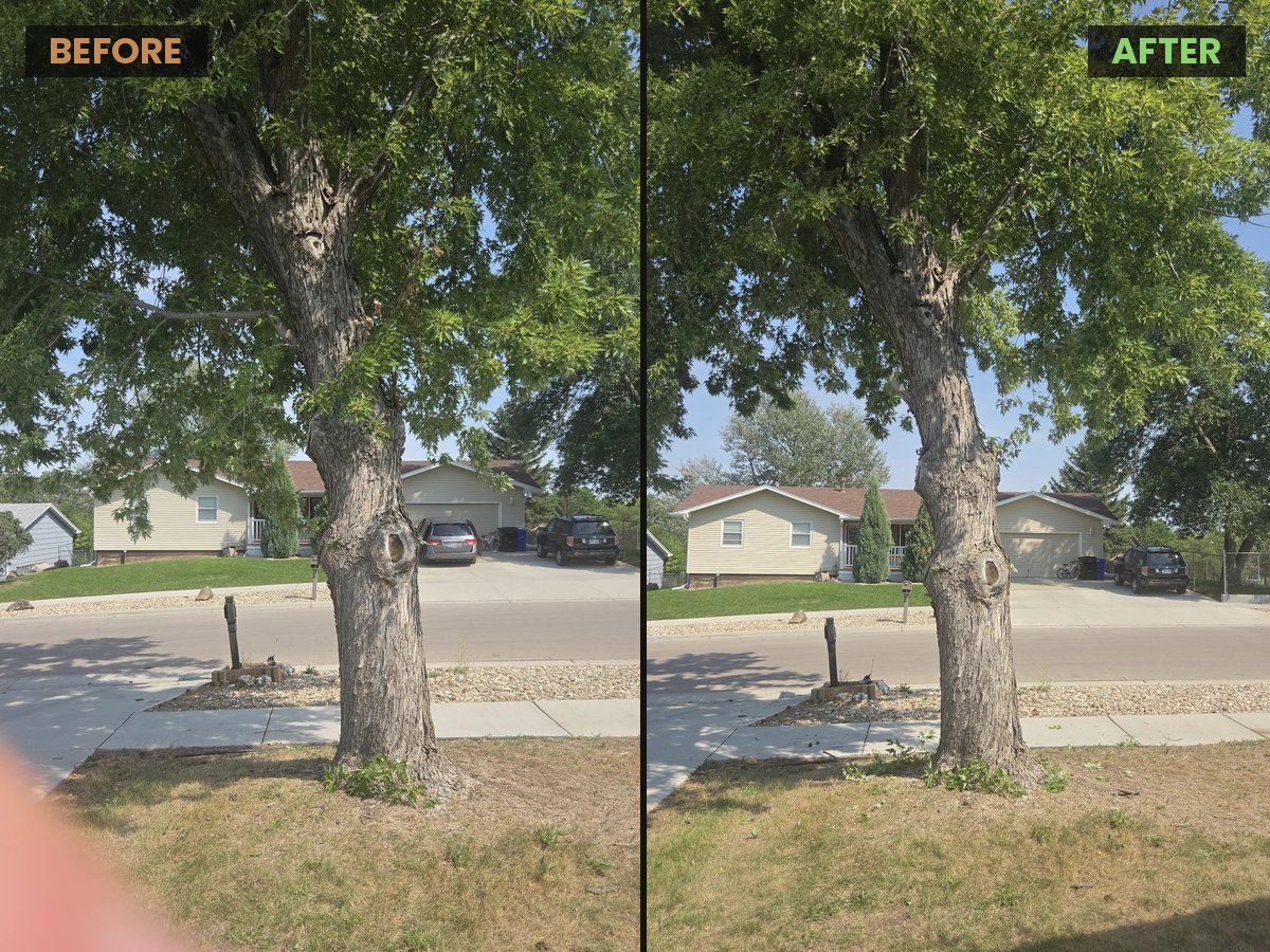 Tree before and after professional pruning in Rapid City, SD