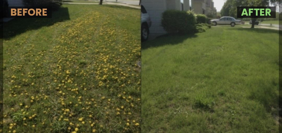 Lawn before and after dandelion and weed control treatment in Rapid City, SD
